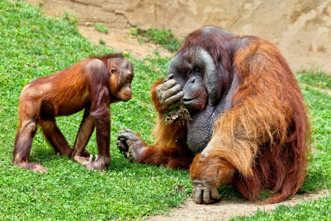 Orangutan of Borneo, Pongo Pygmaeus