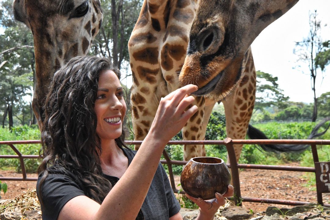 Young brunette millennial tourist feeding giraffes at a Nairobi tourist destination